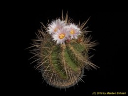 Thelocactus lauseri 1584